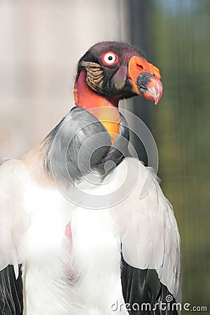 King vulture Stock Photo