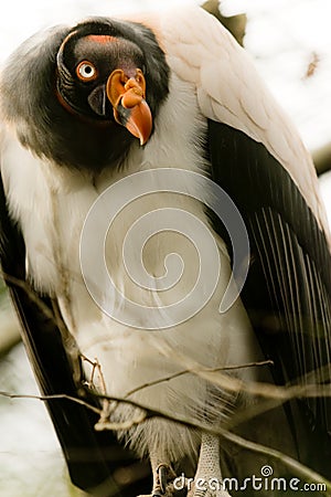 King vulture Stock Photo