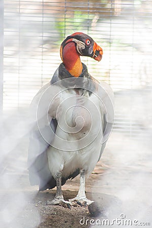 King Vulture at the Reid Park Zoo Stock Photo