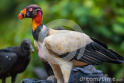 King vulture Sarcoramphus papa with a full gullet from eating Stock Photo