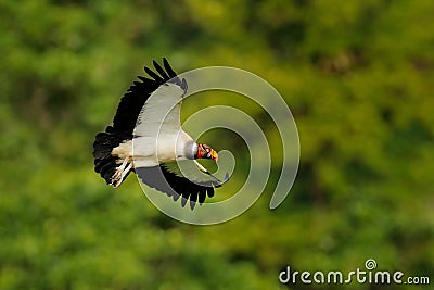 King vulture, Sarcoramphus papa, large bird found in Central and South America. King vulture in fly. Flying bird, forest in the ba Stock Photo