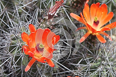 Kingcup cactus fleurs 8884 Stock Photo