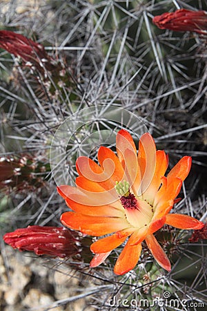 Kingcup cactus fleurs 8896 Stock Photo