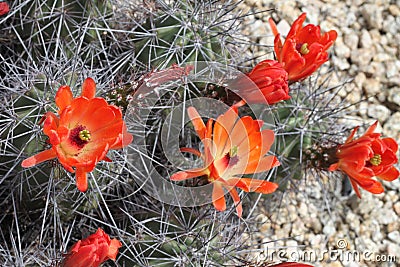 Kingcup cactus fleurs 8882 Stock Photo