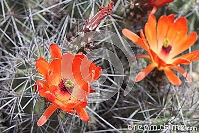 Kingcup cactus fleurs 8885 Stock Photo