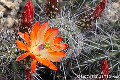 Kingcup cactus fleurs 8894 c Stock Photo