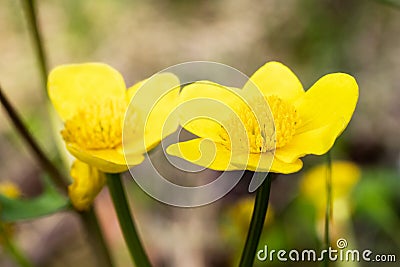 Kingcup flowers close up Stock Photo
