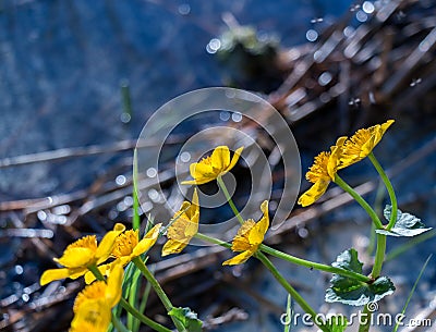 Kingcup flowers Stock Photo