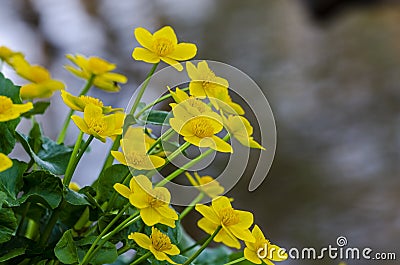 Kingcup or marsh marigold on waterside Stock Photo