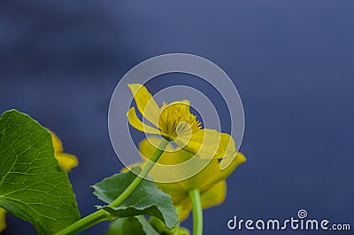 Kingcup or marsh marigold on waterside Stock Photo