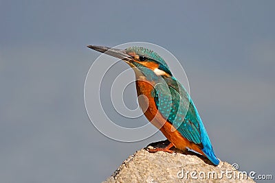 Kingfisher Stock Photo