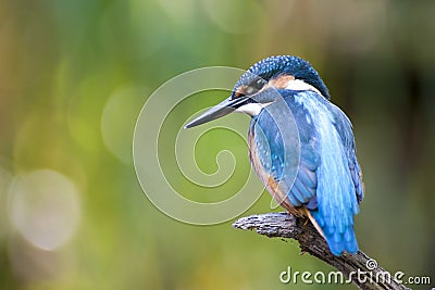 The kingfisher Stock Photo