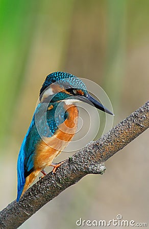 Kingfisher Stock Photo