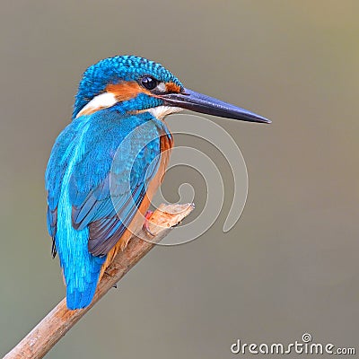 Kingfisher (Alcedo athis) Stock Photo