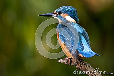 Kingfisher - Alcedo atthis Stock Photo