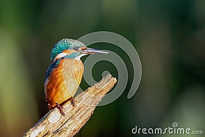 Kingfisher. Alcedo Atthis. Stock Photo