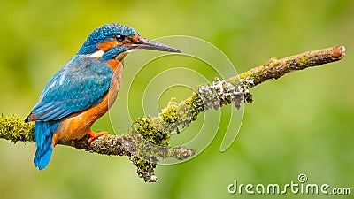 Kingfisher Alcedo Atthis Stock Photo