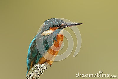 Kingfisher, Kingfisher Alcedo Atthis showing fish scales on beak from last meal and perched on a branch covered in lichen with s Stock Photo