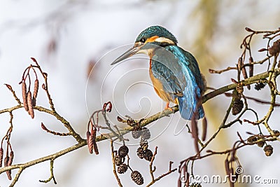 Kingfisher alcedo atthis Stock Photo