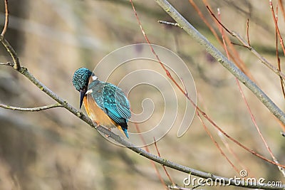 Kingfisher Alcedo atthis Stock Photo