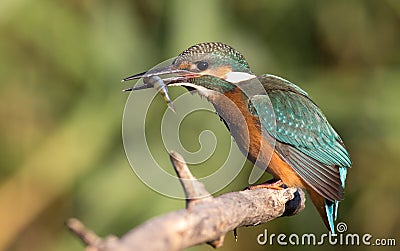 Kingfisher, Alcedo. Successful fishing, fish in its beak Stock Photo