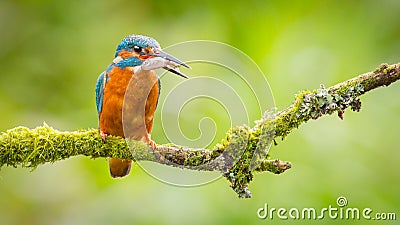 Kingfisher bird with fish Stock Photo
