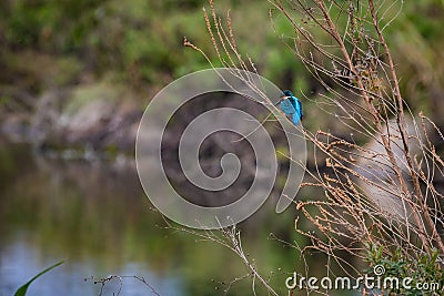 Kingfisher Bird feeding at Hula Valley Stock Photo