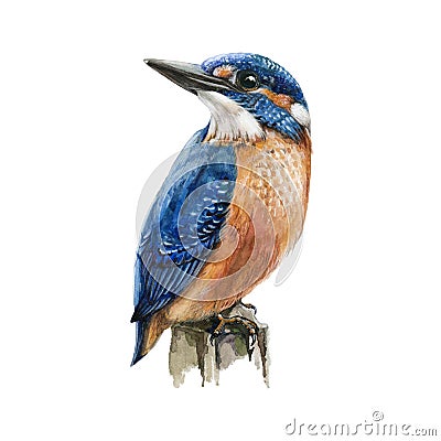 Kingfisher bird sitting on a tree branch watercolor illustration. Hand drawn picture of a bright blue bird with orange breast, iso Cartoon Illustration