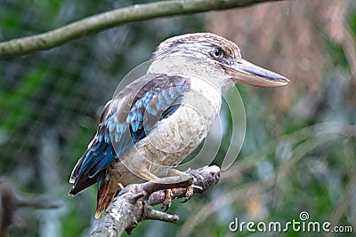 Kingfisher Blue-winged kookaburra, Dacelo leachii Stock Photo