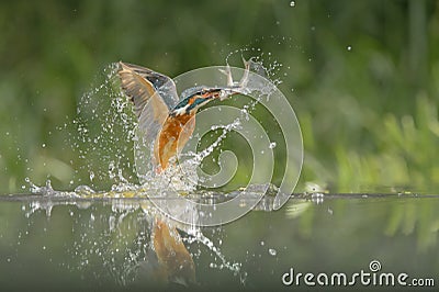 Kingfisher with catch. Stock Photo