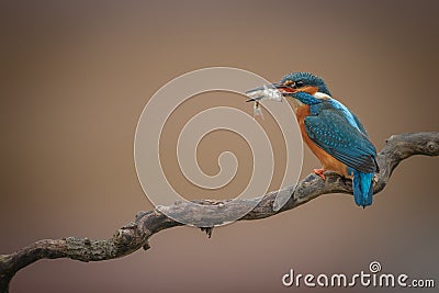 Kingfisher with catch on twirly branch Stock Photo