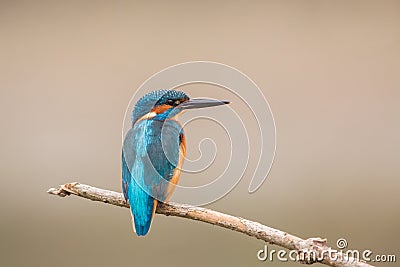 Kingfisher close up, Po valley, Italy countryside Stock Photo