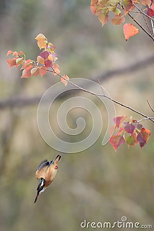 Kingfisher Diving Down off Branch Stock Photo