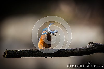 The Kingfisher enjoy sunlight and catching fish. Stock Photo