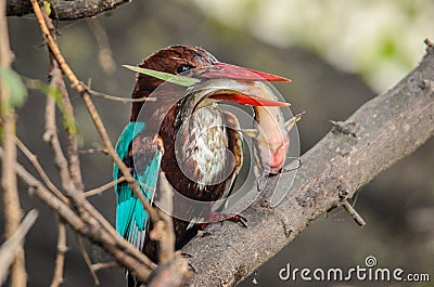 Kingfisher with Fish Stock Photo