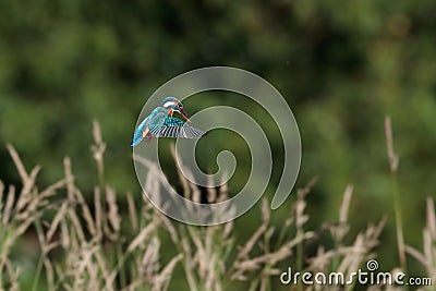 Kingfisher hanging in the air Stock Photo