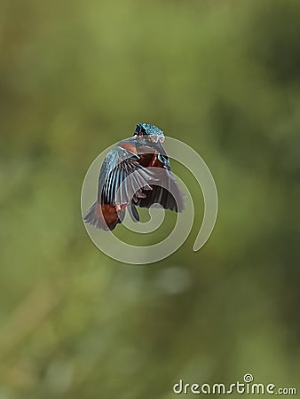 Kingfisher hanging in the air Stock Photo