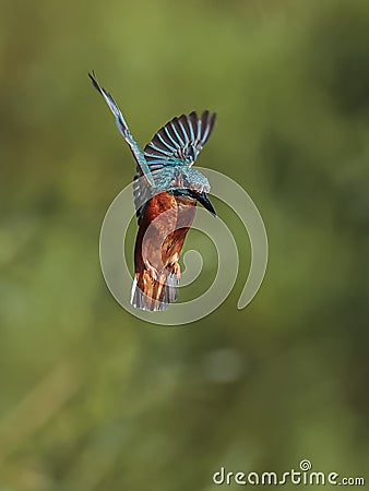 Kingfisher hanging in the air Stock Photo