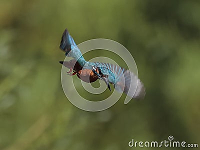 Kingfisher hanging in the air Stock Photo