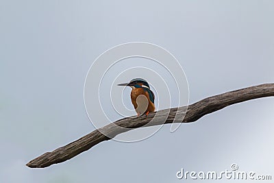 Kingfisher looking for fish Stock Photo