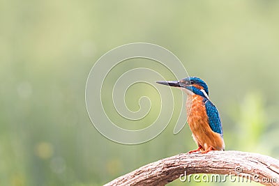 Kingfisher looking for fish Stock Photo