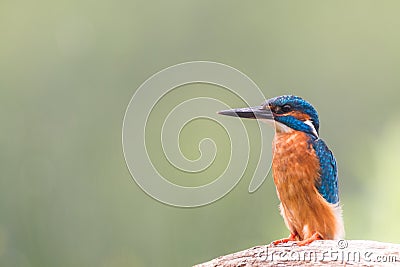 Kingfisher looking for fish Stock Photo