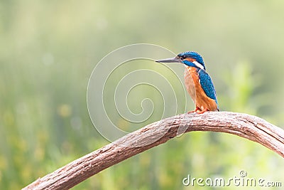 Kingfisher looking for fish Stock Photo