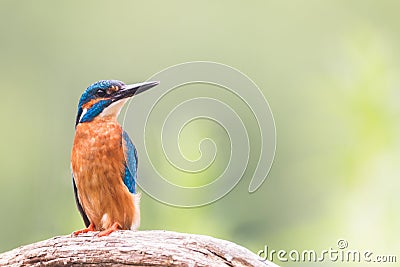 Kingfisher looking for fish Stock Photo