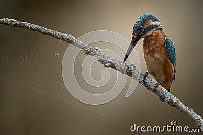 kingfisher looking movement by fishes before to dive Stock Photo