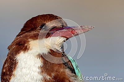 Kingfisher looking up.. Stock Photo