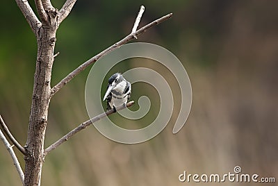 Kingfisher looking Stock Photo