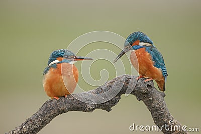 Kingfisher pair Stock Photo