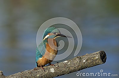 Kingfisher Stock Photo