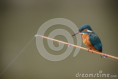 Kingfisher perched on a fishing rod Stock Photo
